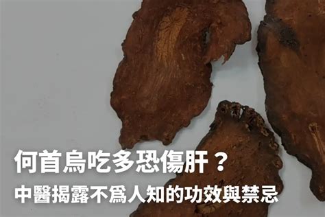 黃藥子何首烏|何首烏秋冬進補怎麼吃？醫列功效禁忌＋何首烏藥膳做。